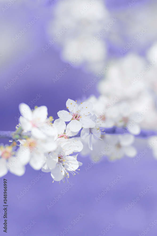 abstract pastel colors spring flowers blossom abstract pastel colors spring flowers blossom