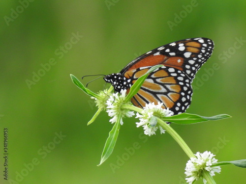 butterfly on flower © EvaldoResendedaSi