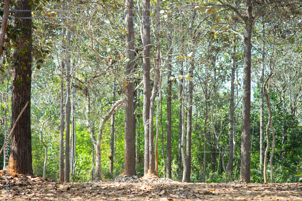 Photos of tall tree trunks in forests that are abundant in nature. Photos of tall tree trunks in forests that are abundant in nature.
