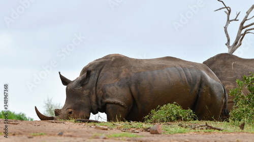 rhinos animals in Hluhluwe Imfolozi game reserve in South Africa