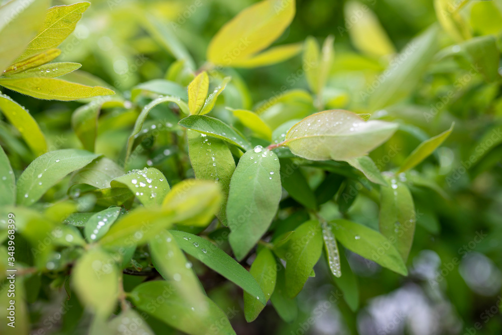 leaves leaves