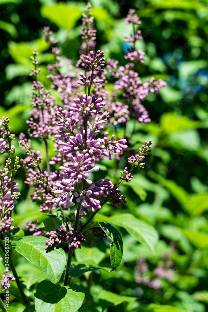Close-up of flowers on a lilac branch on a green background Close-up of flowers on a lilac branch on a green background