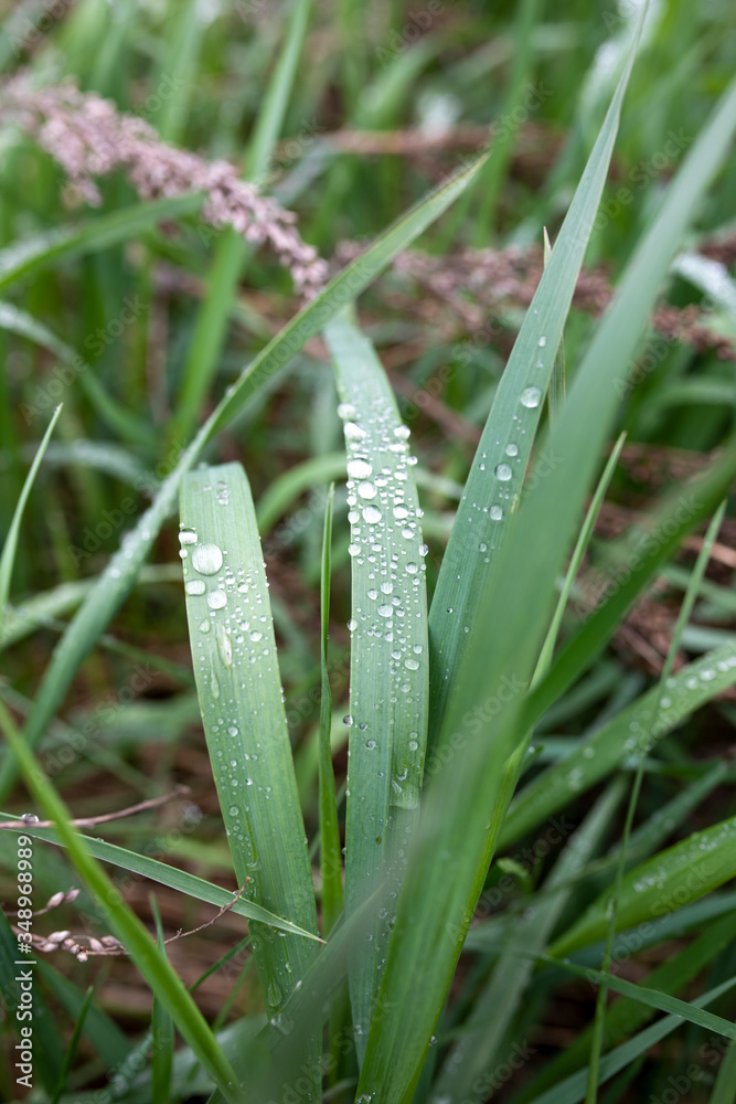 Fototapeta premium grass with dew drops