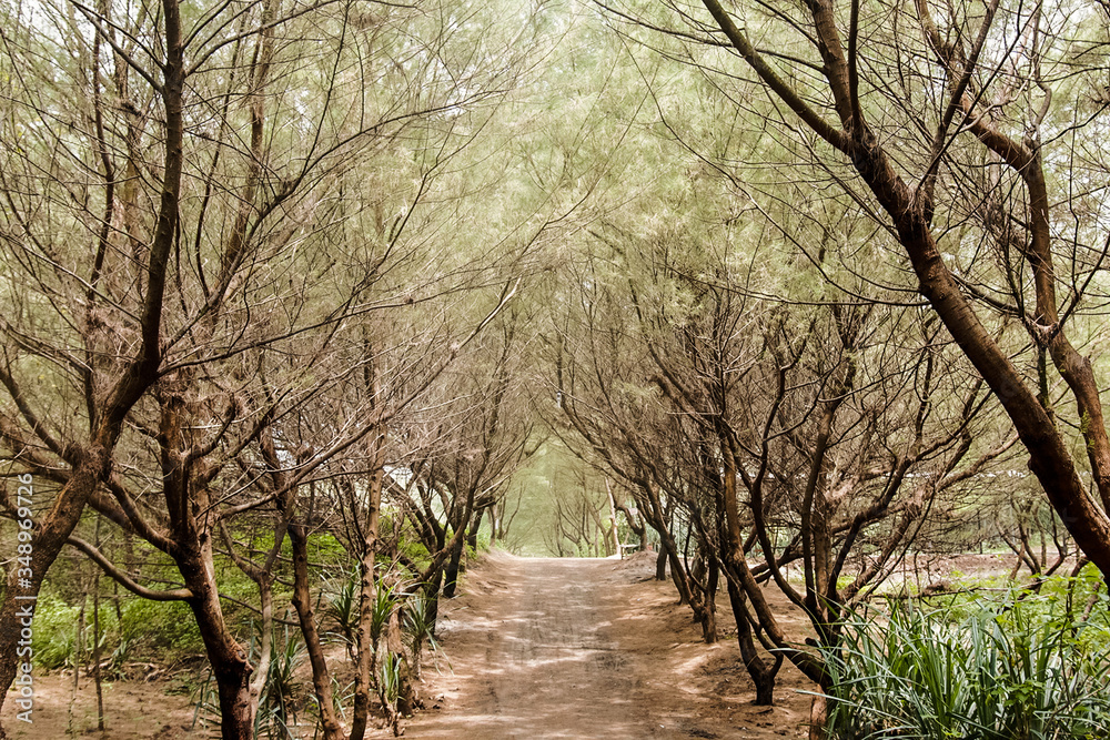 Wood forest with a straight road in the middle Wood forest with a straight road in the middle