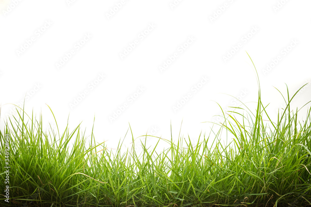 Fototapeta premium green grass on white background