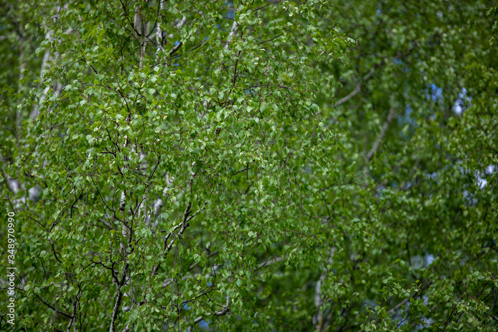 Fototapeta premium green grass background