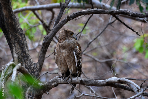 fishing owl on a branch