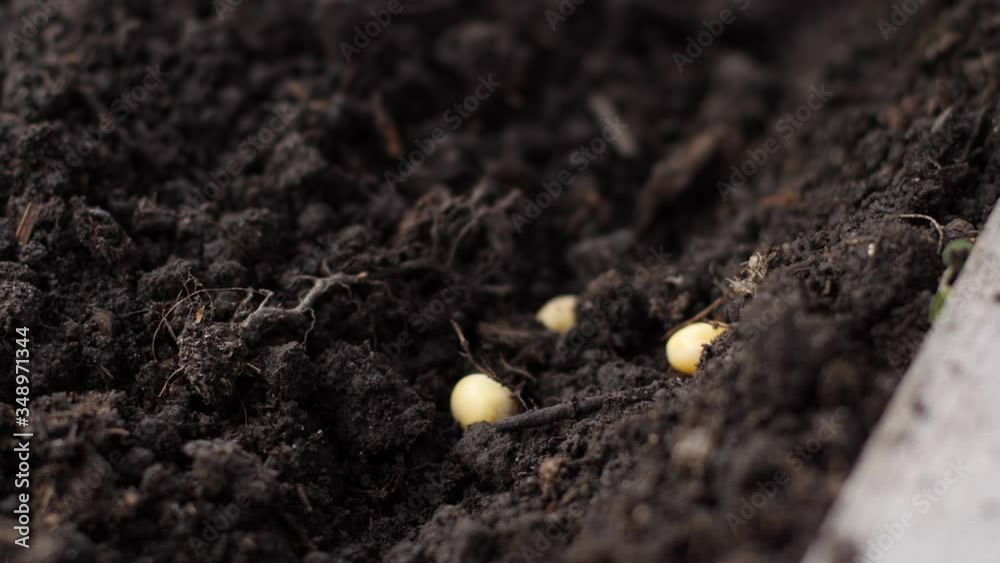 Growing peas in the ground Growing peas in the ground