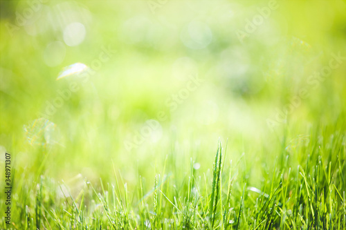 Abstract fresh green grass background