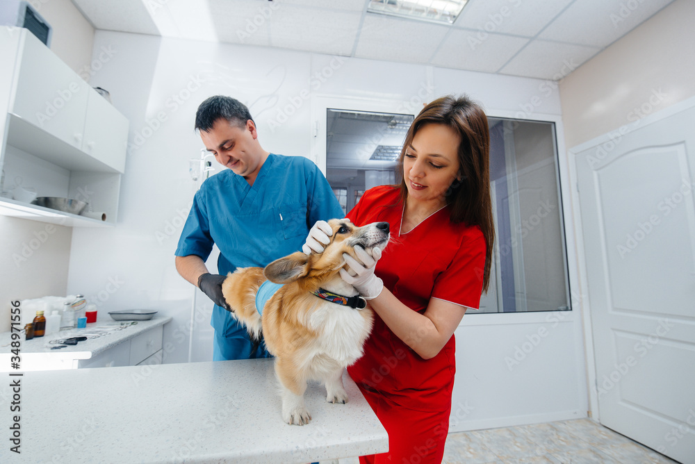 In a modern veterinary clinic, a thoroughbred Corgi dog is examined. Veterinary clinic