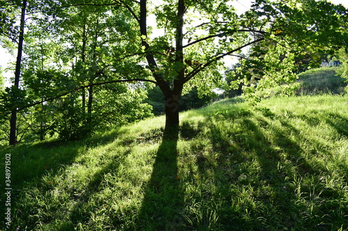 sun beams through the trees on grass