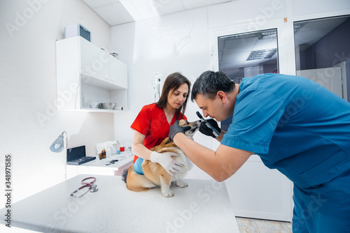 In a modern veterinary clinic  a thoroughbred Corgi dog is examined. Veterinary clinic