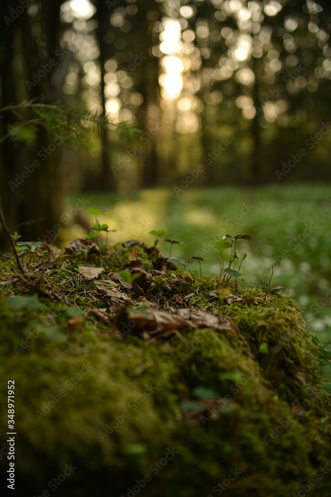 Fototapeta premium moss on the tree