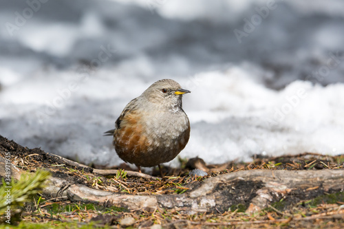 Fototapeta Naklejka Na Ścianę i Meble -  Alpine Accentor (Prunella collaris, Sturnus collaris) in Carpathian Mountains, Beskid Sądecki, Poland