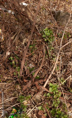 Wallpaper Mural green moss on the ground Torontodigital.ca
