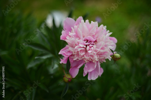 pink peony flower