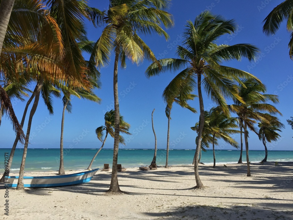palm trees on the beach