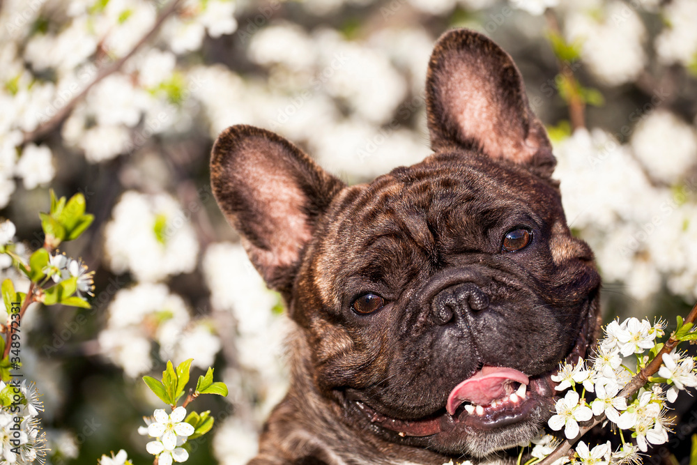 French bulldog dog in flowers