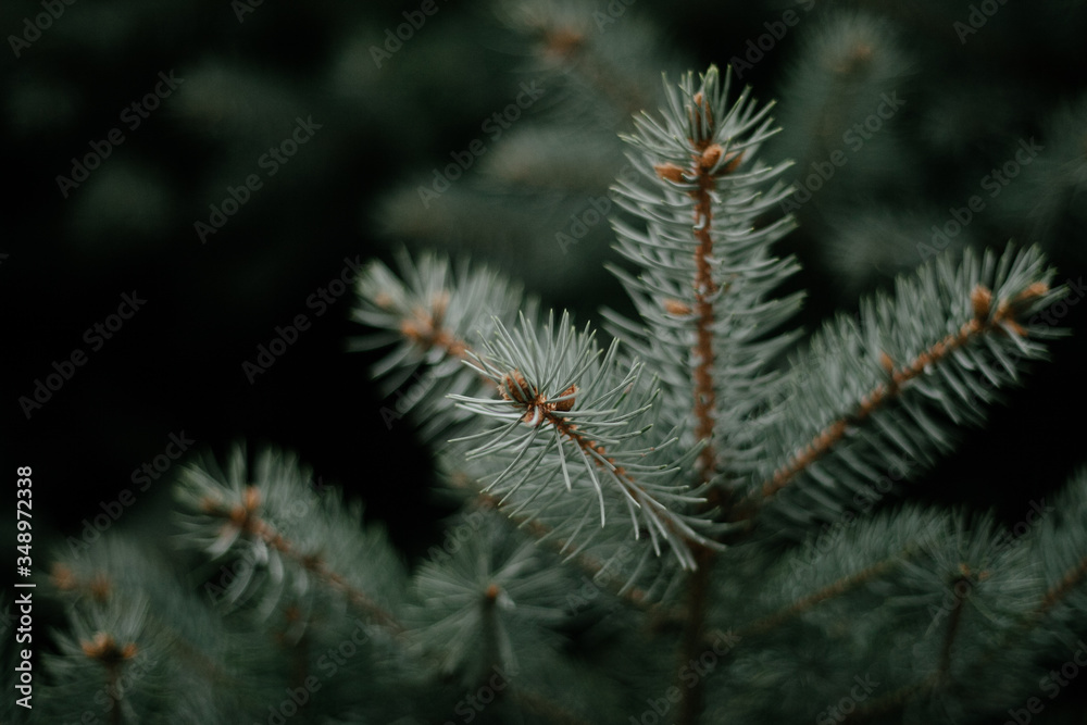 Close up photo of green pine needles on the right side of the image. Blurred pine needles in the background. A simple green branch of a Christmas tree. Close up photo of green pine needles on the right side of the image. Blurred pine needles in the background. A simple green branch of a Christmas tree.