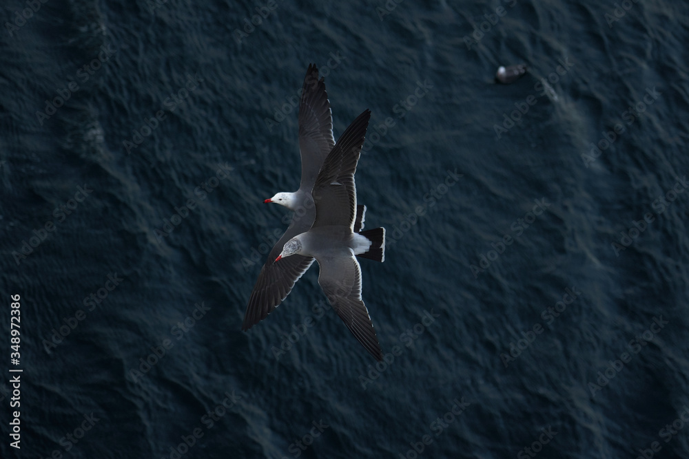 WhiteSeagull Top View_In Flight over Ocean