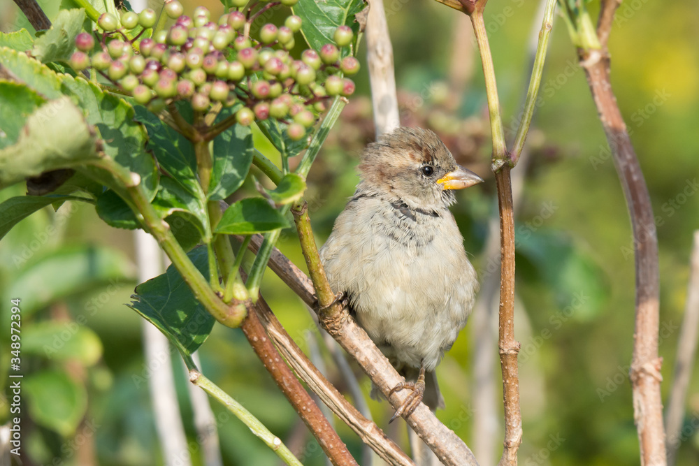 Obraz premium House Sparrow (Passer domesticus), juvenile male, perched on a branch of a wild elderberry bush known also as black elder (Sambucus nigra L.)