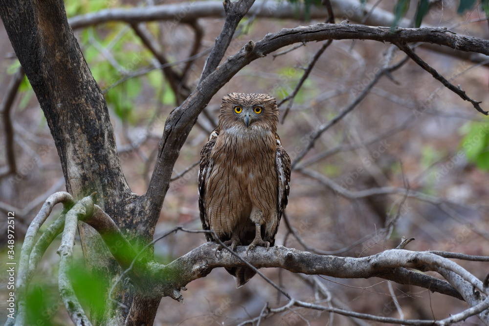 fishing owl on a branch fishing owl on a branch