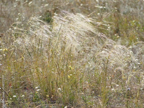 Grass Stipa. Steppe feather grass in the wind. Russia Saratov region. photo