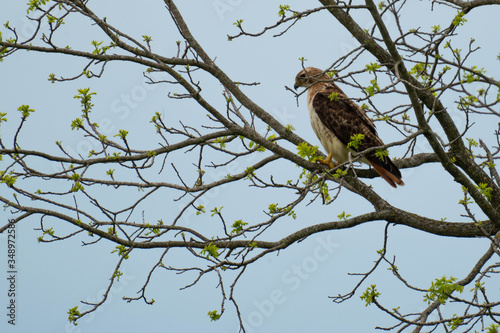 Hawk in Tree with New Leaves