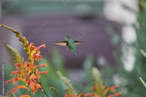 Hummingbird flying and feeding on Lucifer Flowers. Side and Back views. © Mauricio