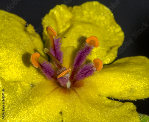 Verbasco nero (Verbascum nigrum) photo