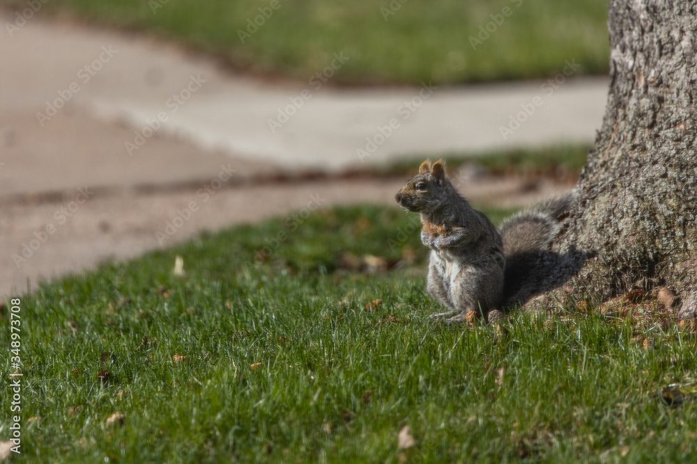 Curious Squirrel Curious Squirrel