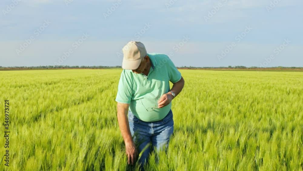 Senior farmer walking in wheat field examining crop. Senior farmer walking in wheat field examining crop.