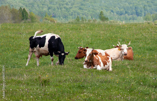 Red and black and white cows graze in a meadow with fresh grass and flowers. Horizontal photo © Melena-Nsk