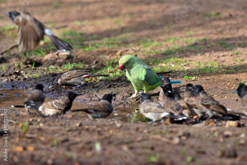 Parrot in the grass
