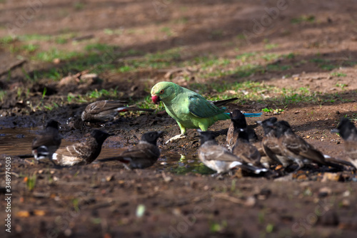 Parrot in the grass