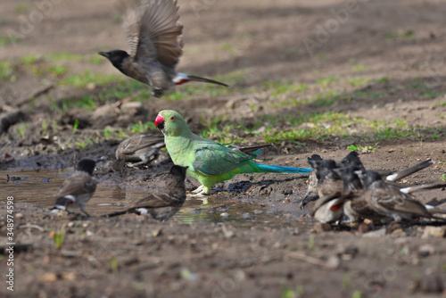 Parrot in the grass