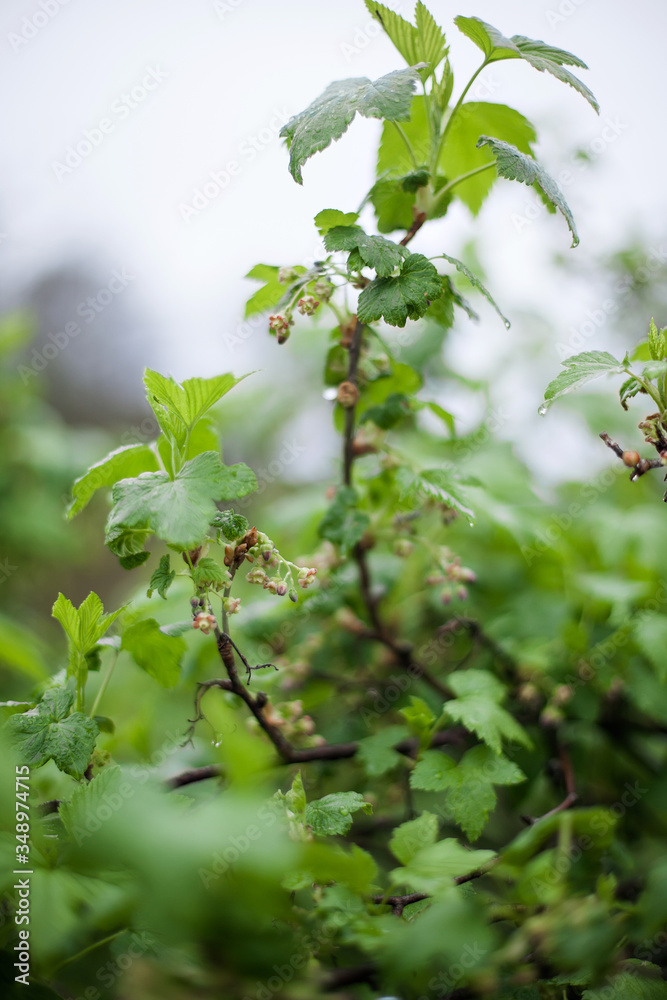 Obraz premium Branches of currant bush with young leaves