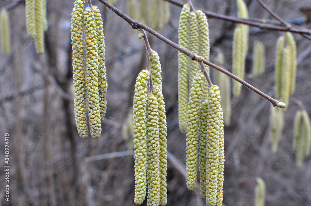 Fototapeta premium In the spring, hazel (Corylus avellana) blooms in the forest