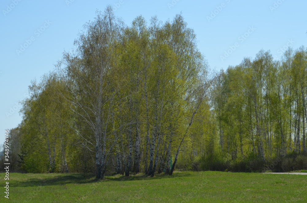 Fototapeta premium birch grove
