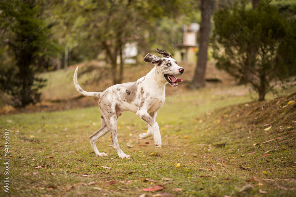 Happy Great Dane dog running free in the park