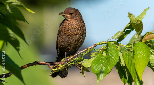 Hampshire, England, UK. May 2020.  A young Blackbird sat in a Flowering Cherry tree. © petert2