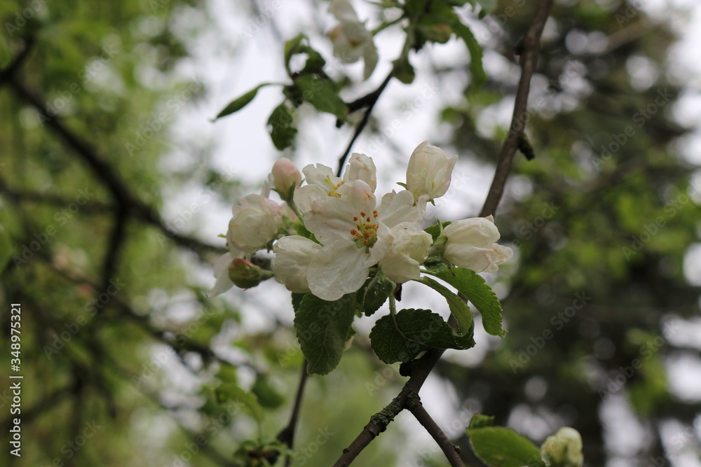 Drops of spring rain hanging on the petals of apple flowers. Natural beauty. Drops of spring rain hanging on the petals of apple flowers. Natural beauty.