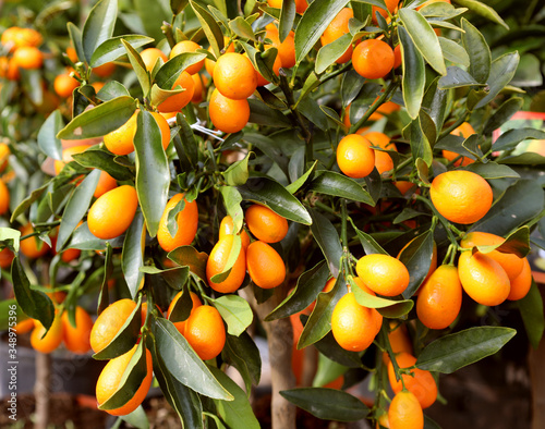 Foto tree with fruits calle kumquat similar to clementines but smalle