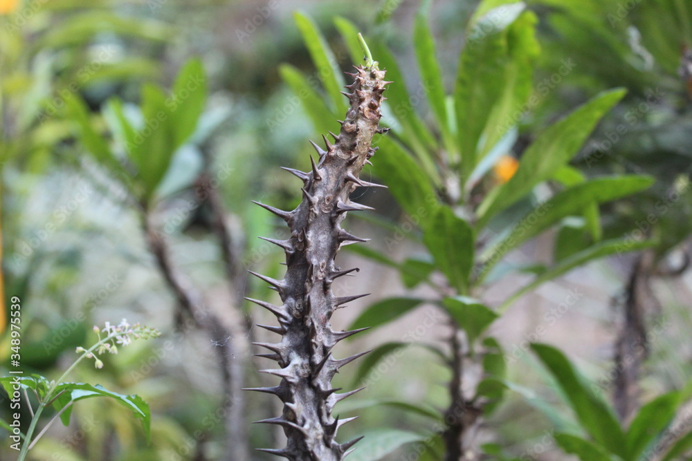 a thorny plant 