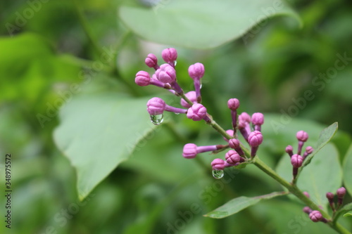  Raindrops hanging on lilac buds on a spring day