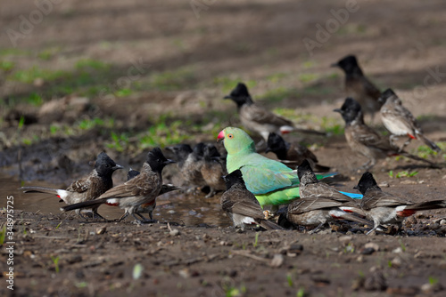 feeding birds in the water