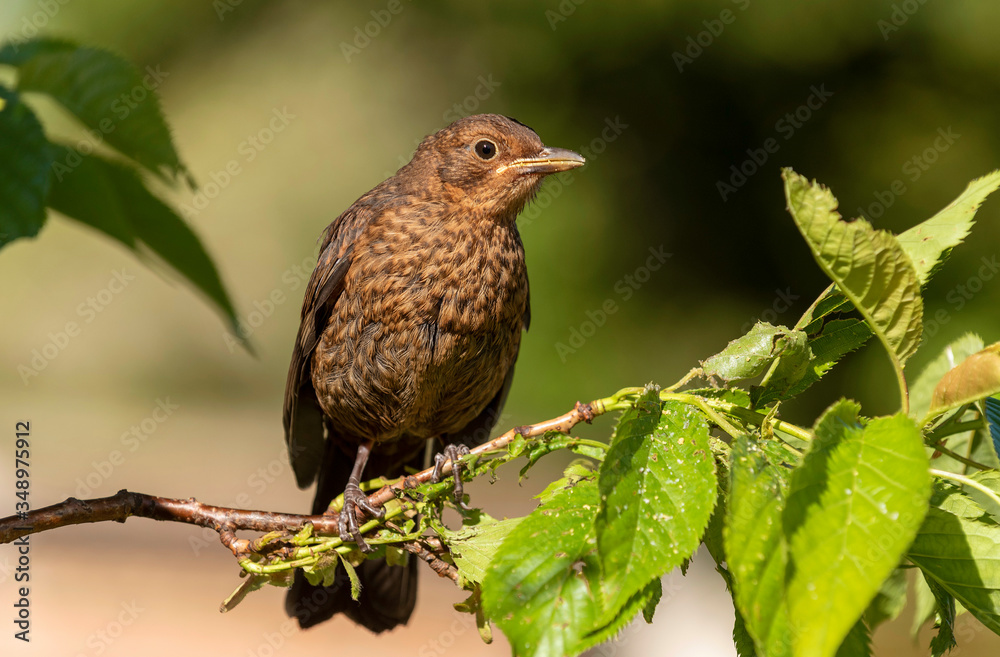 Hampshire, England, UK. May 2020. A young Blackbird sat in a Flowering Cherry tree. Hampshire, England, UK. May 2020. A young Blackbird sat in a Flowering Cherry tree.