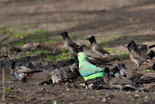 feeding birds in the water