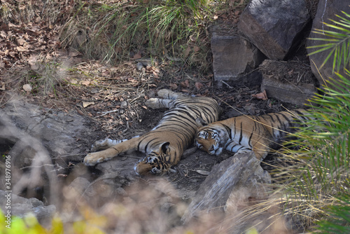 Bengal tiger sleeping