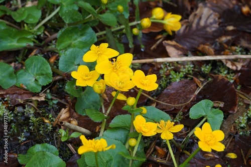 Sumpfblumen am Bichlersee photo